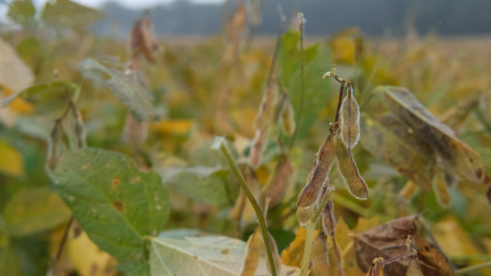 Delmarva soybean farmers sound the alarm on tariffs
